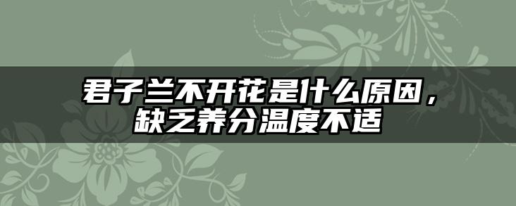 君子兰不开花是什么原因,缺乏养分温度不适