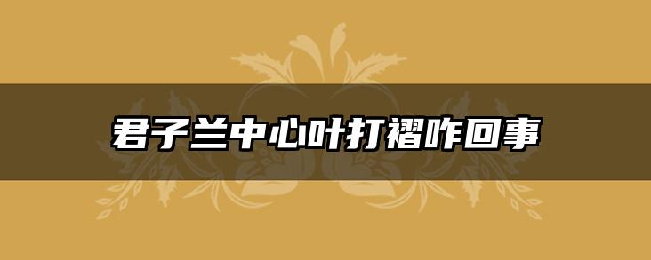 君子兰中心叶打褶咋回事