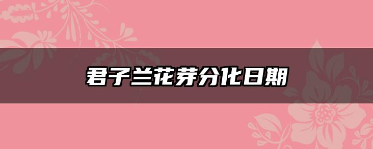 君子兰花芽分化日期