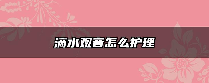 滴水观音怎么护理