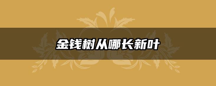 金钱树从哪长新叶