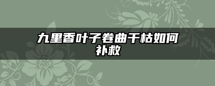 九里香叶子卷曲干枯如何补救