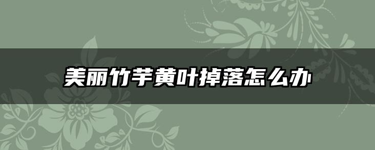 美丽竹芋黄叶掉落怎么办