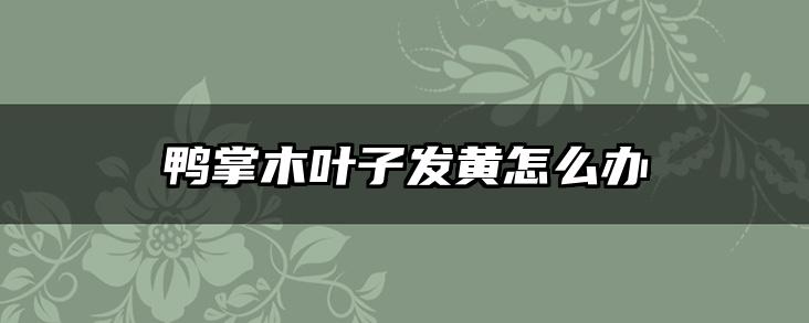 鸭掌木叶子发黄怎么办