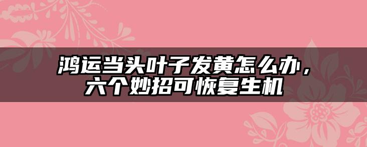 鸿运当头叶子发黄怎么办,六个妙招可恢复生机