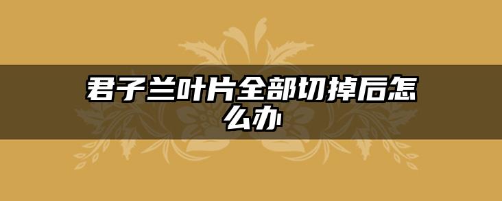 君子兰叶片全部切掉后怎么办