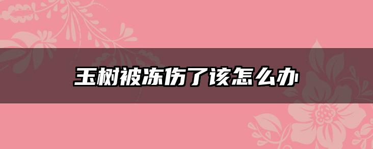 玉树被冻伤了该怎么办