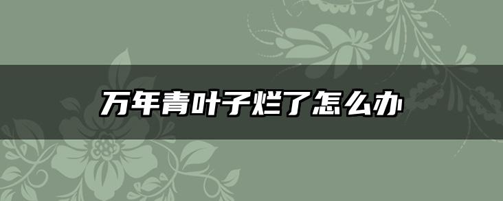 万年青叶子烂了怎么办