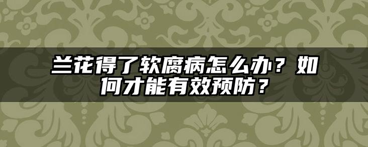 兰花得了软腐病怎么办？如何才能有效预防？