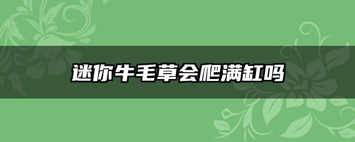 迷你牛毛草会爬满缸吗