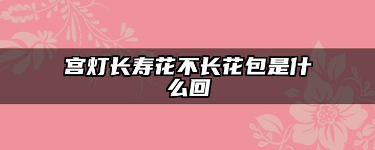 宫灯长寿花不长花包是什么回