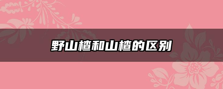 野山楂和山楂的区别