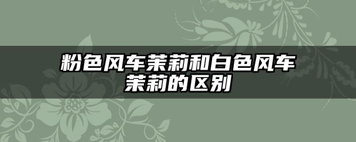 粉色风车茉莉和白色风车茉莉的区别