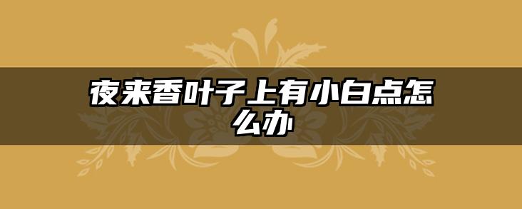 夜来香叶子上有小白点怎么办