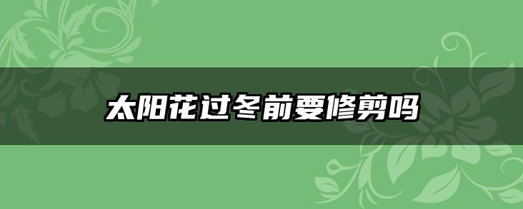 太阳花过冬前要修剪吗
