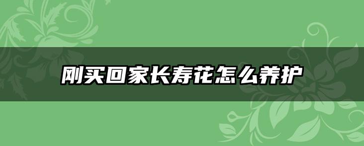 刚买回家长寿花怎么养护