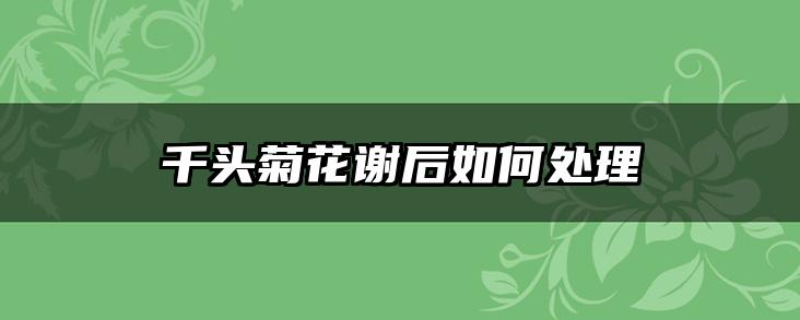 千头菊花谢后如何处理