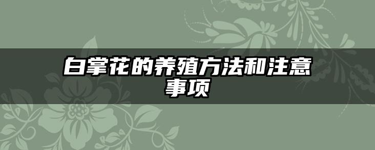 白掌花的养殖方法和注意事项