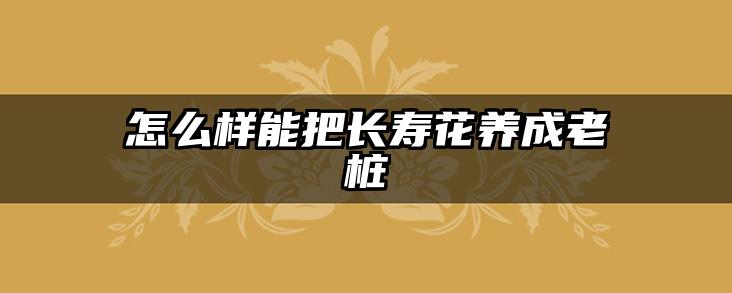 怎么样能把长寿花养成老桩