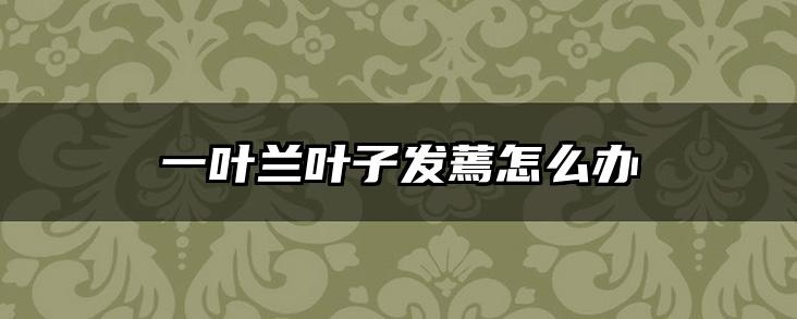 一叶兰叶子发蔫怎么办