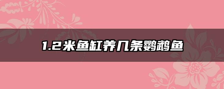 1.2米鱼缸养几条鹦鹉鱼