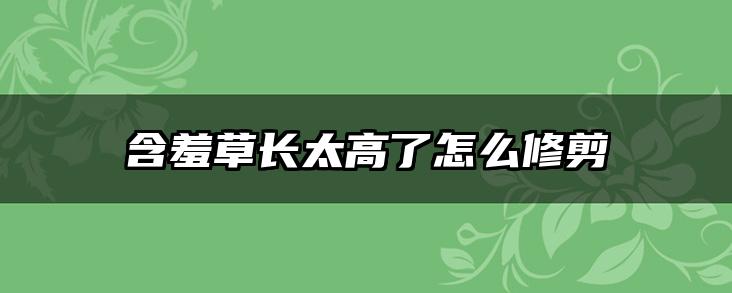 含羞草长太高了怎么修剪
