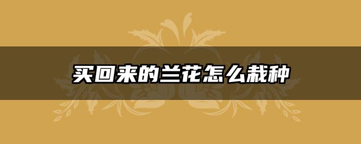 买回来的兰花怎么栽种