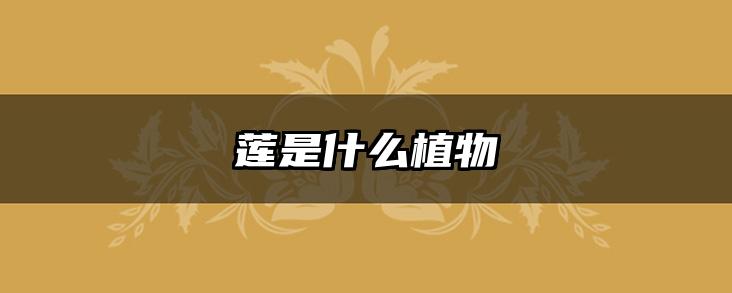 莲是什么植物