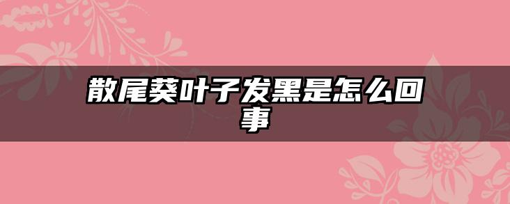 散尾葵叶子发黑是怎么回事
