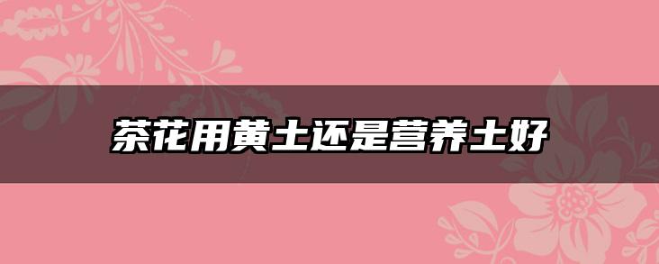 茶花用黄土还是营养土好