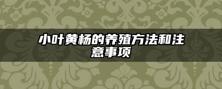 小叶黄杨的养殖方法和注意事项