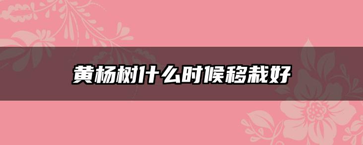 黄杨树什么时候移栽好