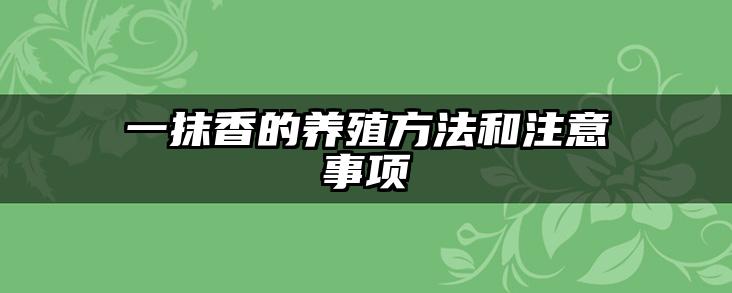 一抹香的养殖方法和注意事项