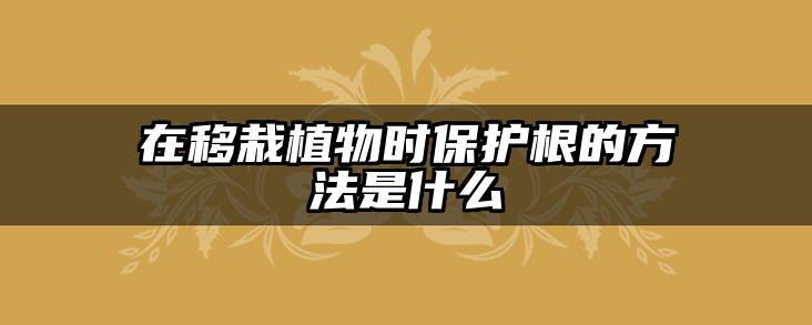 在移栽植物时保护根的方法是什么
