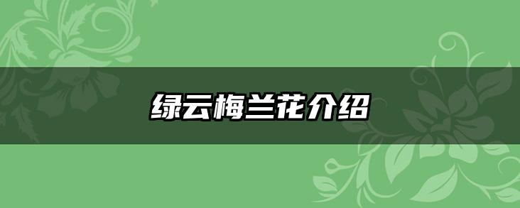 绿云梅兰花介绍