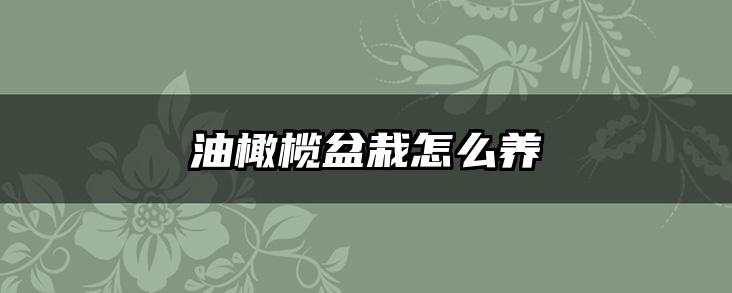 油橄榄盆栽怎么养