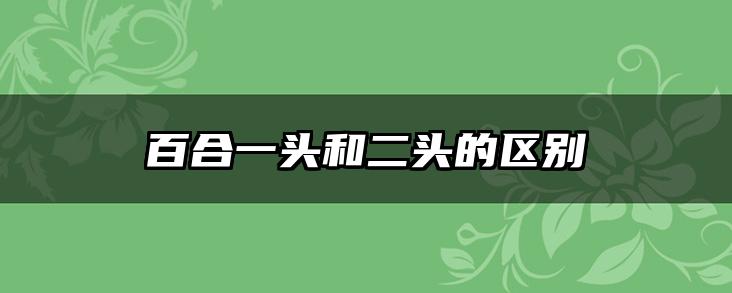 百合一头和二头的区别
