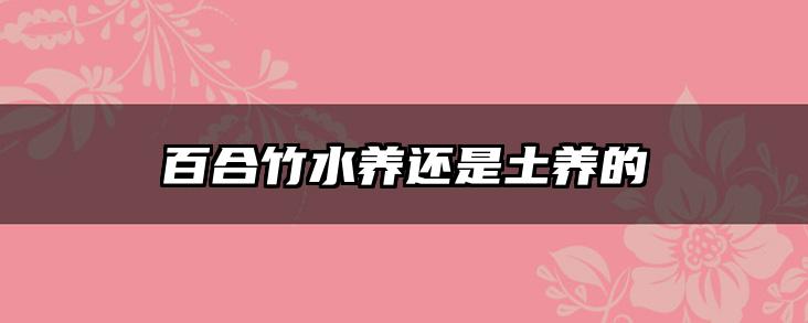 百合竹水养还是土养的