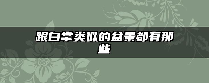跟白掌类似的盆景都有那些