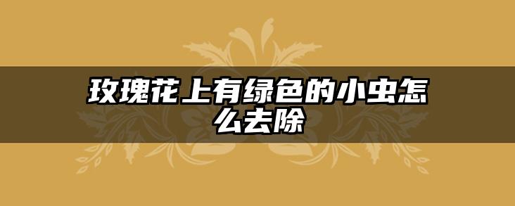 玫瑰花上有绿色的小虫怎么去除
