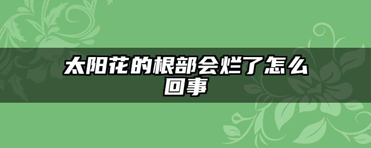 太阳花的根部会烂了怎么回事