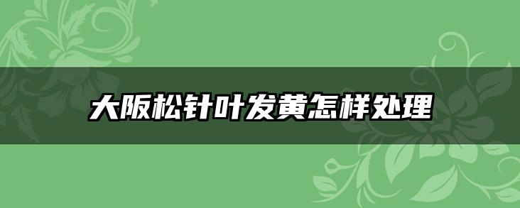 大阪松针叶发黄怎样处理