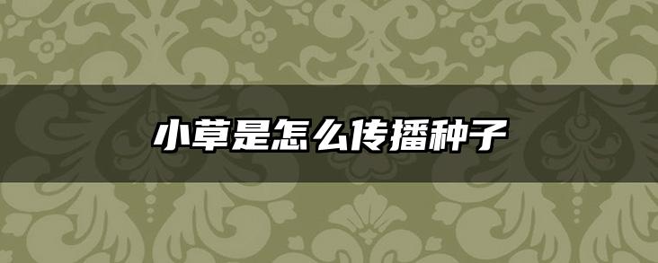 小草是怎么传播种子