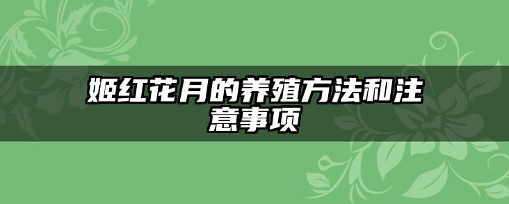 姬红花月的养殖方法和注意事项