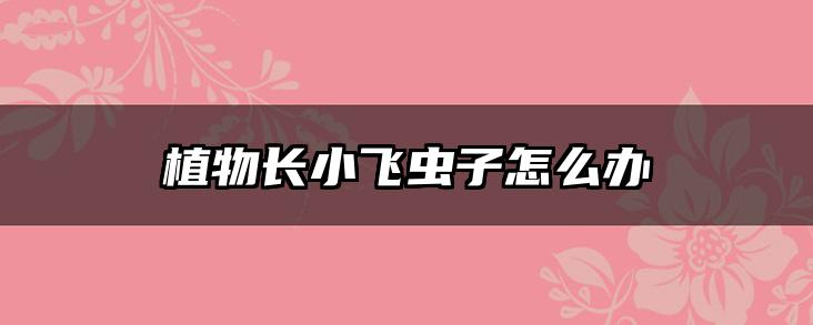 植物长小飞虫子怎么办