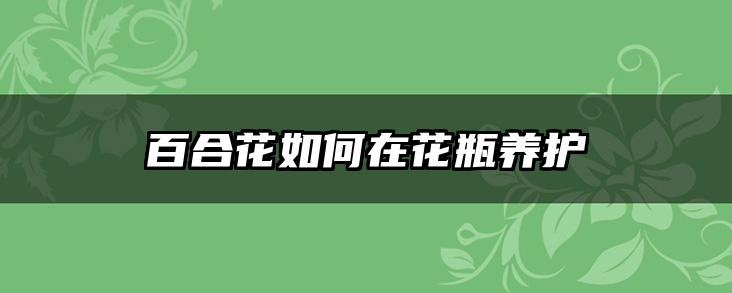 百合花如何在花瓶养护