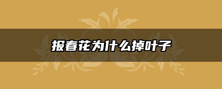 报春花为什么掉叶子