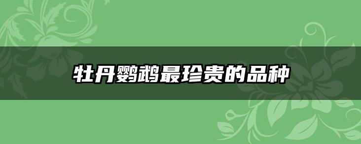 牡丹鹦鹉最珍贵的品种