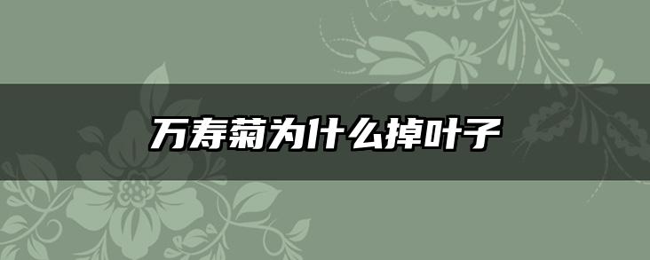 万寿菊为什么掉叶子