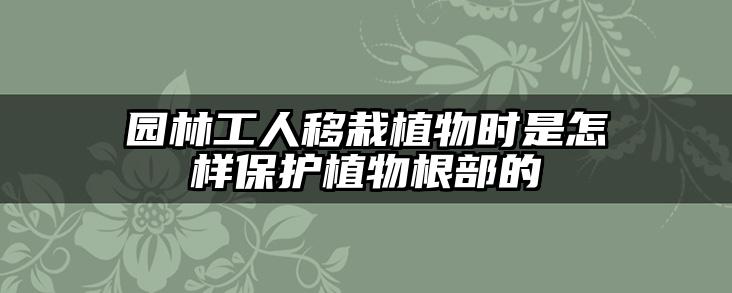 园林工人移栽植物时是怎样保护植物根部的